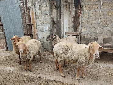 Akvariumlar: Dişi, il: 2 — 6