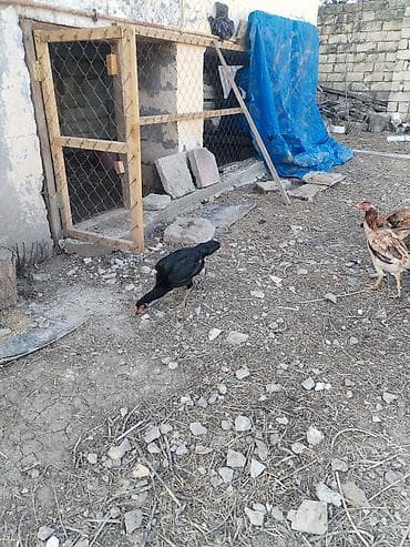 Keçilər, çəpişlər: Toyuq, Damazlıq — 2