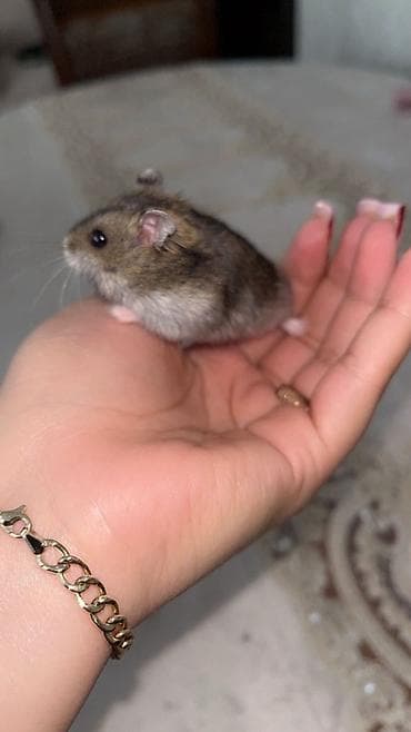 Digər heyvanlar: 2 ədəd Cırtdan hamster balaları Şirin, ovucda rahat duran bu balalar — 4