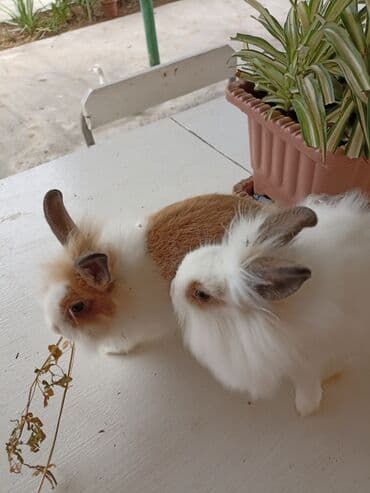 dovşan yuvasi: Iki ədəd karlik dovşan 2 kirpi ilə dəyişdirə bilərəm - Aktiv və — 2