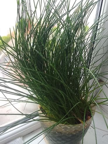 Otaq bitkiləri: Satılır: Ev üçün iki dekorativ otaq bitkisi 1) Pul ağacı (Crassula — 8