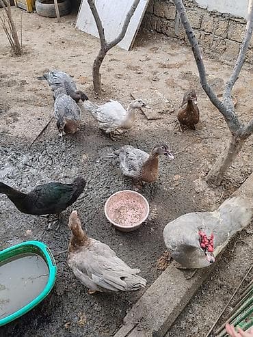 Quşlar: Balacalar 15 m Böyuklər 45m Muscovy ördəkləri (indo duck) – müxtəlif — 5