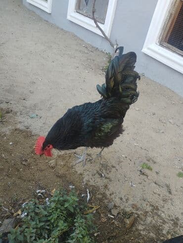 setteri it cinsi: Astralof xoruz 2 yaşı var tam sağlamdir təmiz cinsdir — 5