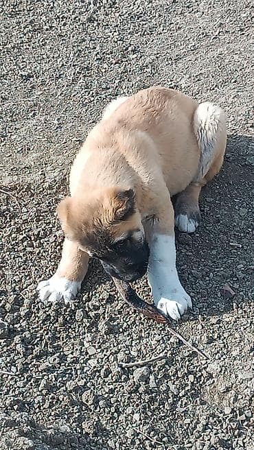 ördək neçə günə bala çıxarır: Kanqal — 3