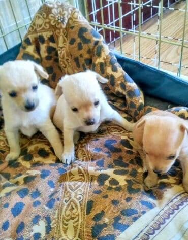 кане корсо купить: Чихуахуа — 4