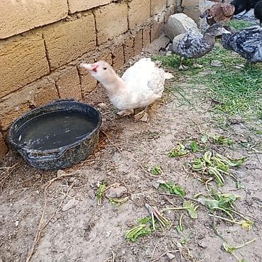 Gəmiricilər: 3 ədəd Lal ördək satılır oktyabrın sonları çıxıblar tükləri gəlir — 4