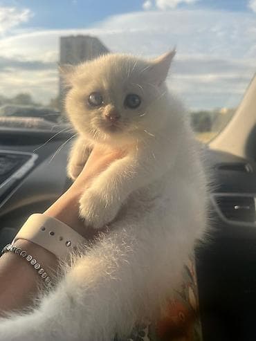 pişik tap az: British Shorthair və Scottish Fold balaları - Cins: British Shorthair — 5