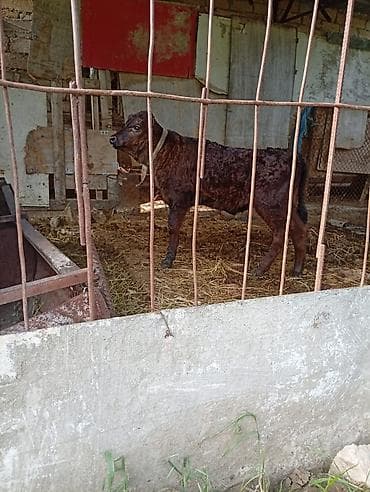 50 gunluk Erkek buzov Süd içir ot yiyir Ünvan Saray qəsəbəsi 050