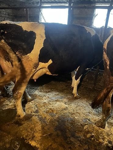 Sudluk inek hal hazirda 12 letr sud verir real aliciyla razilasma