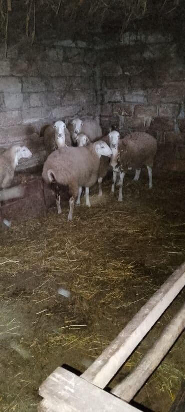 cins inekler: Satışda qoyun sürüsü - Növ: ətlik/yunlu yerli damazlıq tipli qoyunlar — 2