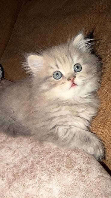 pişik sarı: Satishda olan balalarimiz Saqlam, telimli ve tehvile hazir ❤❤❤ — 9