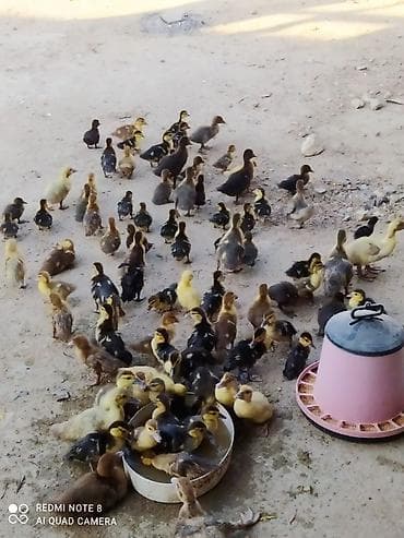 Ördəklər: Erkək, | Lal ördək, Damazlıq, Ünvandan götürmə — 4
