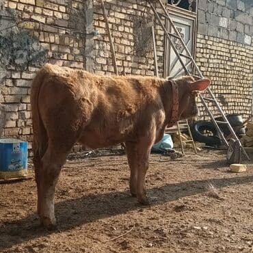 balaca dana: Satılır: dana - Cins: ehtimalən yerli ət istiqamətli (sarı-qəhvəyi — 2