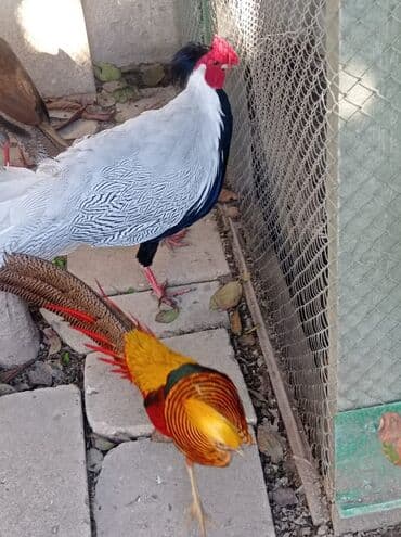 Gümüşü ve qızılı qırqovul 5 aylıq cütlər satılır. Gümüşü cüt 80