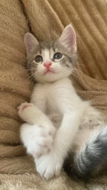 etibarlı əllərə it verilir: Britan, Dişi, Yaxşı əllərə, Ünvandan götürmə — 1