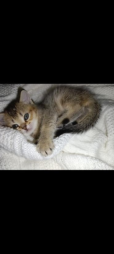 5 ayliq korpe: Britan — 2