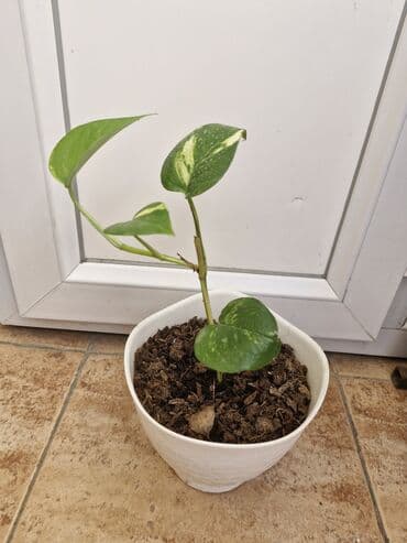 sarmaşiq: Ev bitkiləri. Fialkalar 4 man, sindapsus (sarmaşıq) 3 man, xlorofitum — 5