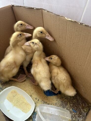 ördək balası satışı: Məhsul: Sarı ördək balaları (qarton qutuda, bir neçə baş) Təsvir: - — 5