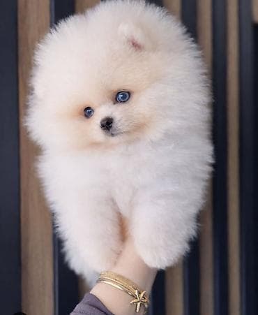 Quşlar: Şpitz, 2 ay, Sənədli — 1