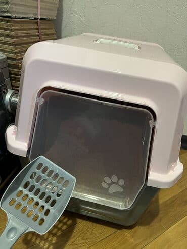 вислоухий кот цена: Шиншилла, Самка, В добрые руки, Бесплатная доставка — 5