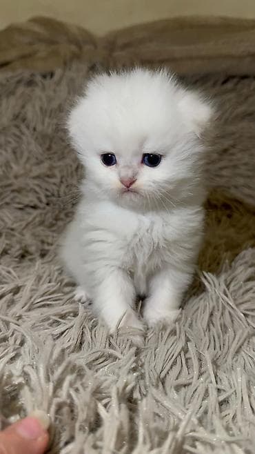 ağ pişik cinsləri: Ağ tüklü balaca pişik balası – yumşaq, uzun və sıx yun örtüyü, iri — 3