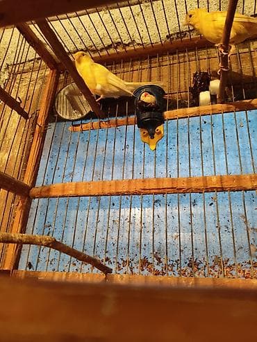 su qabı: Bül Bül əldən qorxmur bul bul salovey əl quşu rucnoy Sarı kanareyka – — 5