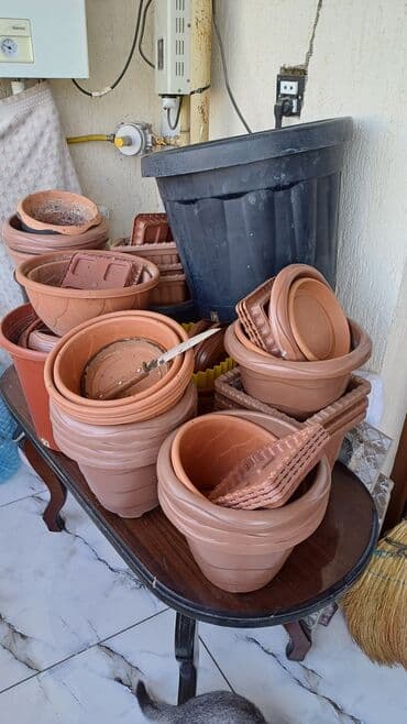 Digər bitkilər: 50eded.hamsi 20 azn — 2