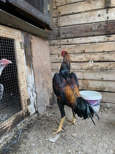 heyratı barter: Xoruz, Heyratı, il: 1 — 4