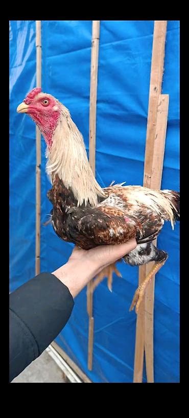 Salam cavan çal beçə satilir 9 ayligdi super cinsdi super ela