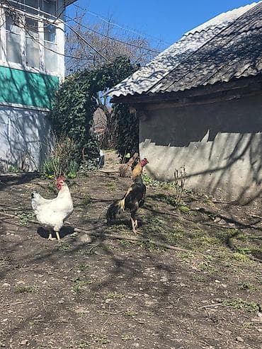 Бараны, овцы: Sarı-qara rəngli xoruz - Uzun quyruqlu, incə quruluşlu, hündürboy — 7