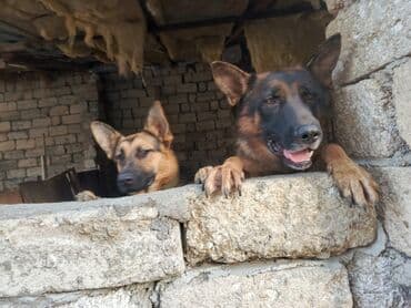 щенята в добрые руки: Немецкая овчарка, Самовывоз — 1