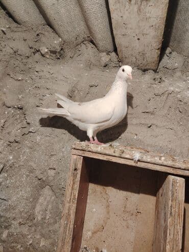 boz pişik cinsi: Salam quş dar satlır tam saglam usdu usdə 7m — 4