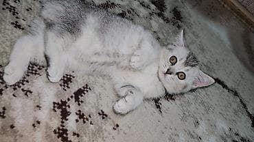 pişim: Şotland — 7