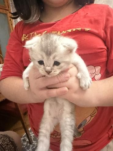 sotlant: Britan — 8