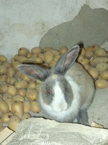 dovşanlar: Ev dovşanı - Cins/Tip: Evcil dekorativ dovşan - Rəng: Boz-krem ağ — 1