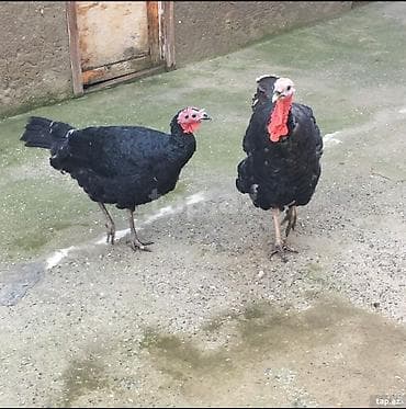 Hinduşka: Sağlam heyvanlar — 4