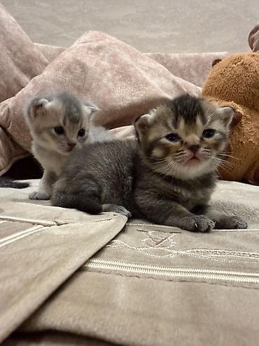 pişik: Şotland yastı qulaq — 3