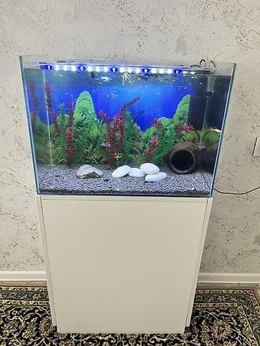 oskar balığı: Akvarium-şkaf, Balıqlarla birlikdə, 90 l, Ödənişli çatdırılma, Ünvandan götürmə — 1