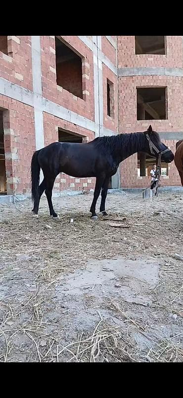 гриз бар: Rengi zil qara boy.1.44-1.45 yorgasina soz ola bilmez 50-yə yaxin — 3
