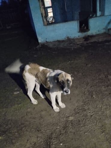 it balaları satilir: İt – iri cüssəli, açıq qəhvəyi-ağ rəng kombinasiyalı - Növ: böyük — 3