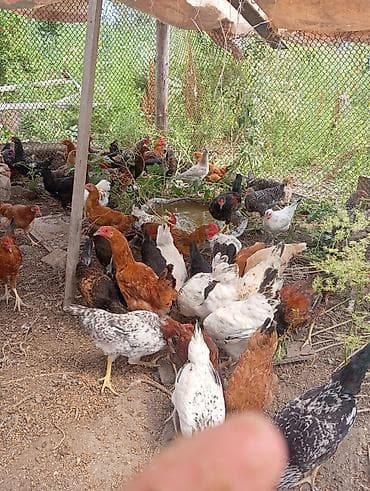 xacmaz heyvan bazari: Salam. 6 aylig kənd çolpalari satılır 40 denedir. hamsin alana — 6