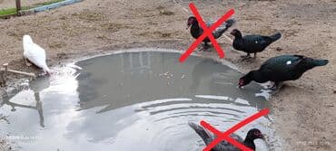 lavanda ordək: Muscovy ördəkləri (indoutka) – bir neçə rəngdə sürü Salam 3 dənə Lal — 1