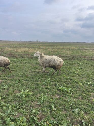 Зоотовары: Самец, лет: 3, 90 кг, Для разведения, Самовывоз — 2