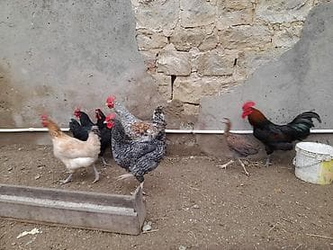 Balıqlar: Toyuq, Damazlıq — 3