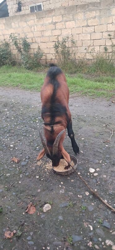 cane corso qiymeti: 1 yasinda Alpin tekesi iri heyvandi. unvan Xaçmaz .qiymet 450m. real — 1