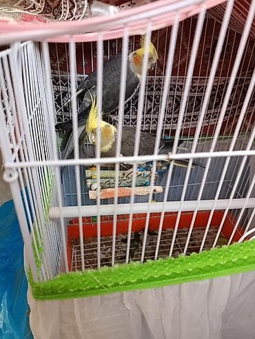 quş yuvaları: Karolla (sultan papağanı) quşlar erkey ve dişi her şey daxil yuvaları — 3