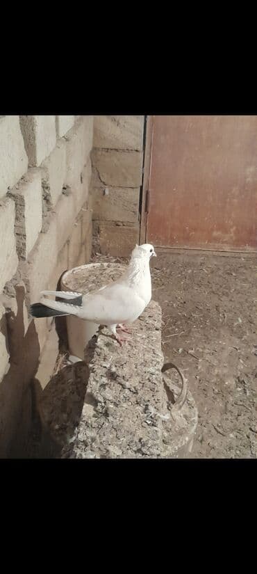 itlerin satisi 2017: Deste goyquyruq kekilli erkek kesikde tutulub 20 azn unvan Qaradag — 2