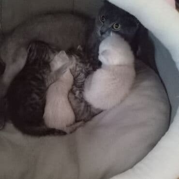 pişik üçün yuva: Şotland yastı qulaq — 2