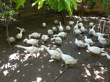 kend cuceleri: Dişi, | Linda, Damazlıq, Ünvandan götürmə — 4