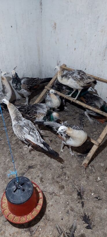 arpa toxumu satışı: Məhsul: Paun cücələri (tovuz quşu balaları) Təsvir: - Şəkillərdə — 2